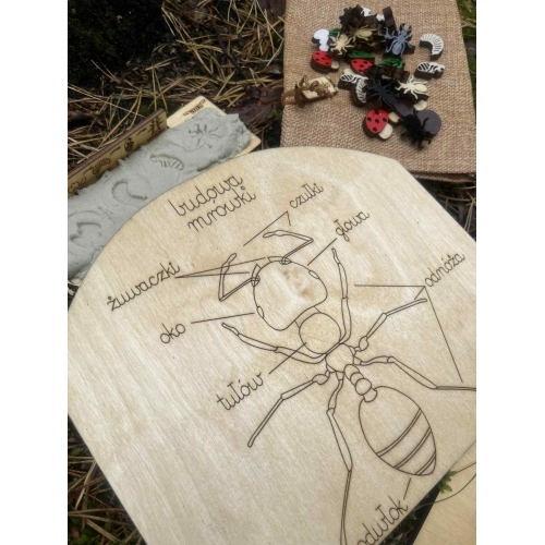 Drewniane Mrowisko (małe )– Edukacyjna Przygoda w Świecie Mrówek! (zestaw malowany)